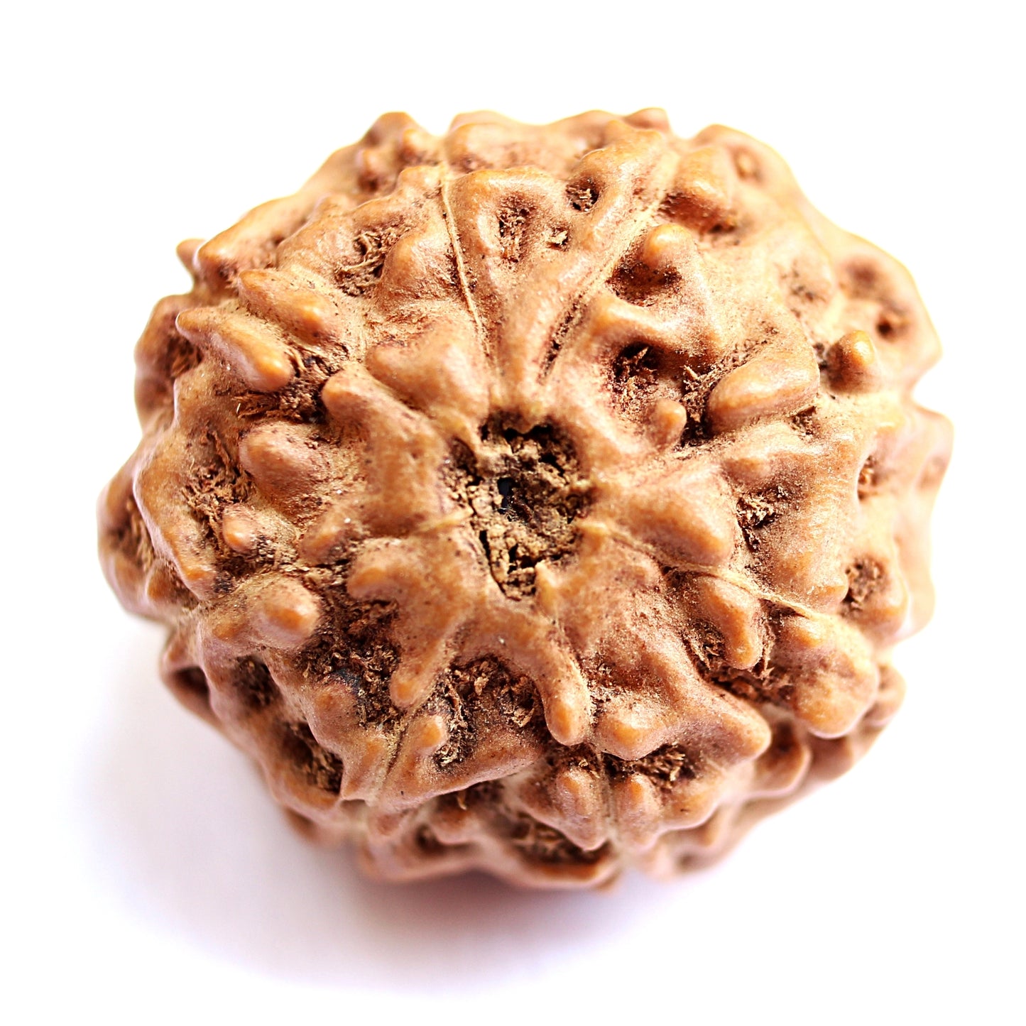 8 Mukhi Java Rudraksha