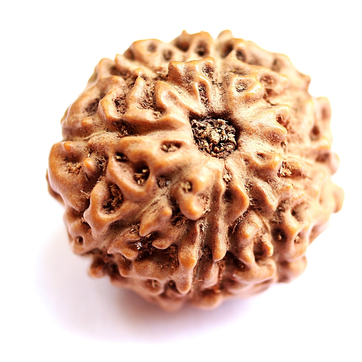 8 Mukhi Java Rudraksha