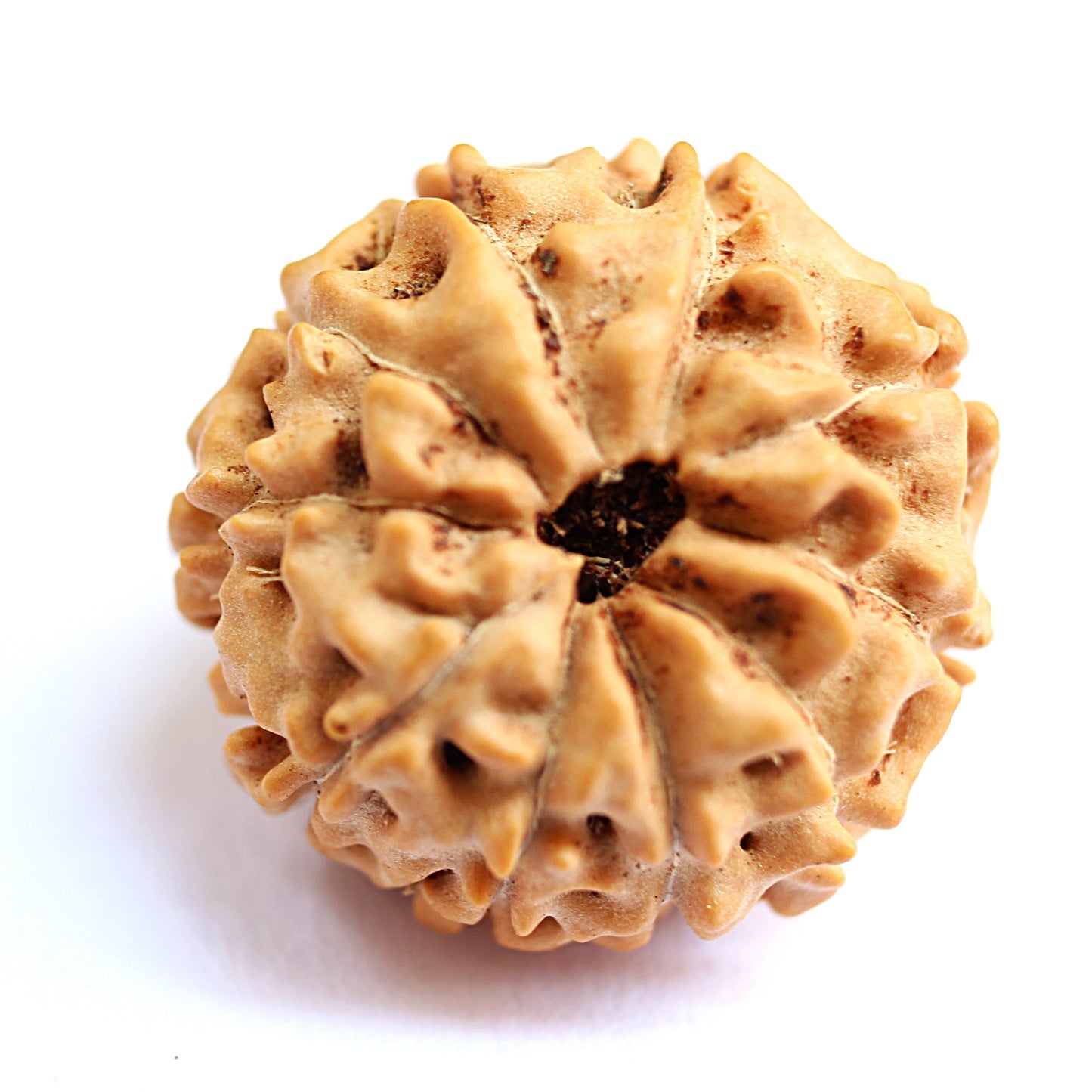 10 Mukhi Java Rudraksha