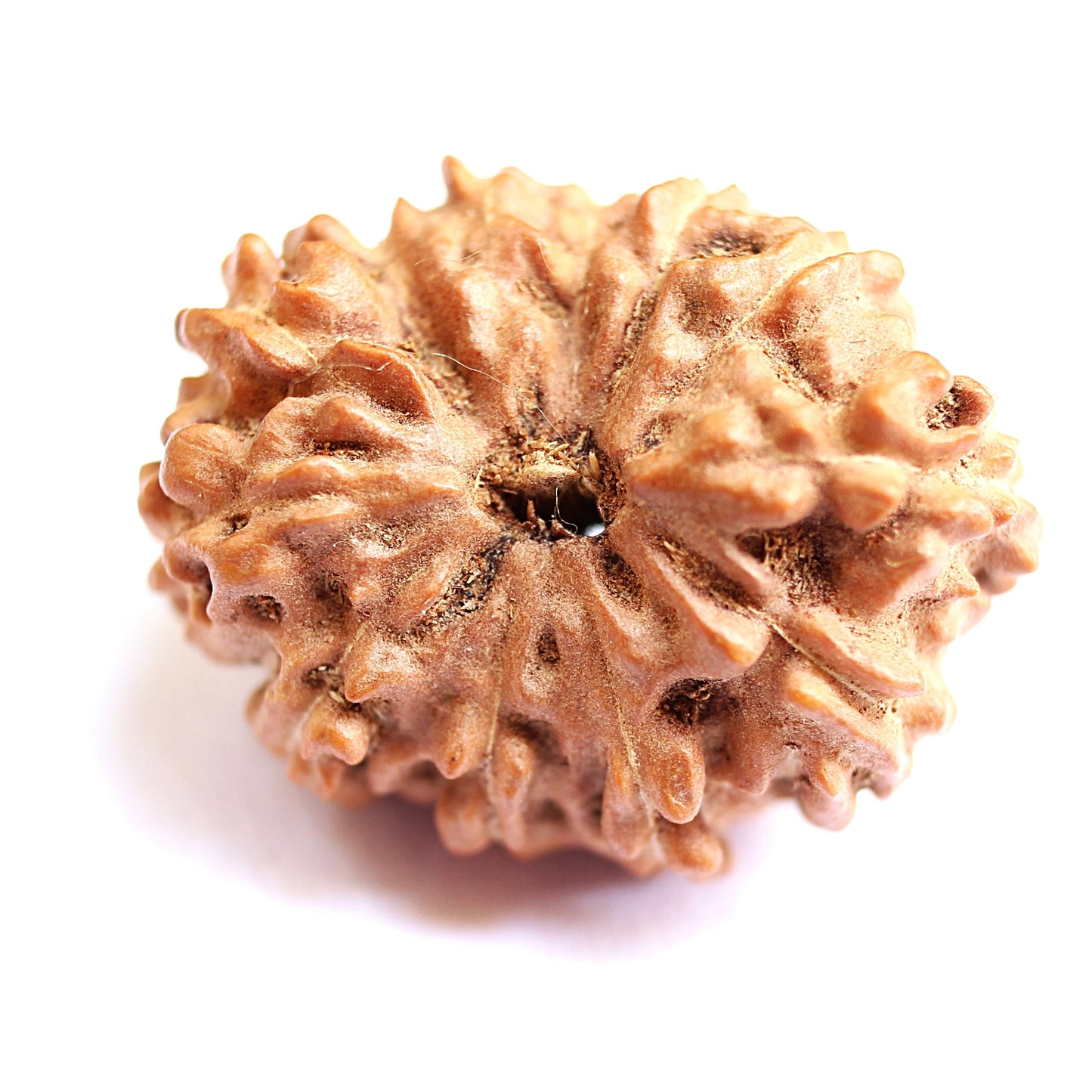 12 Mukhi Java Rudraksha