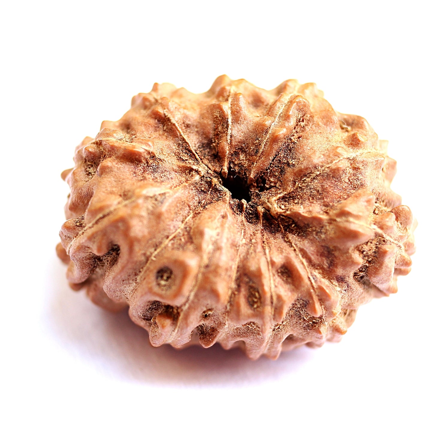 12 Mukhi Java Rudraksha