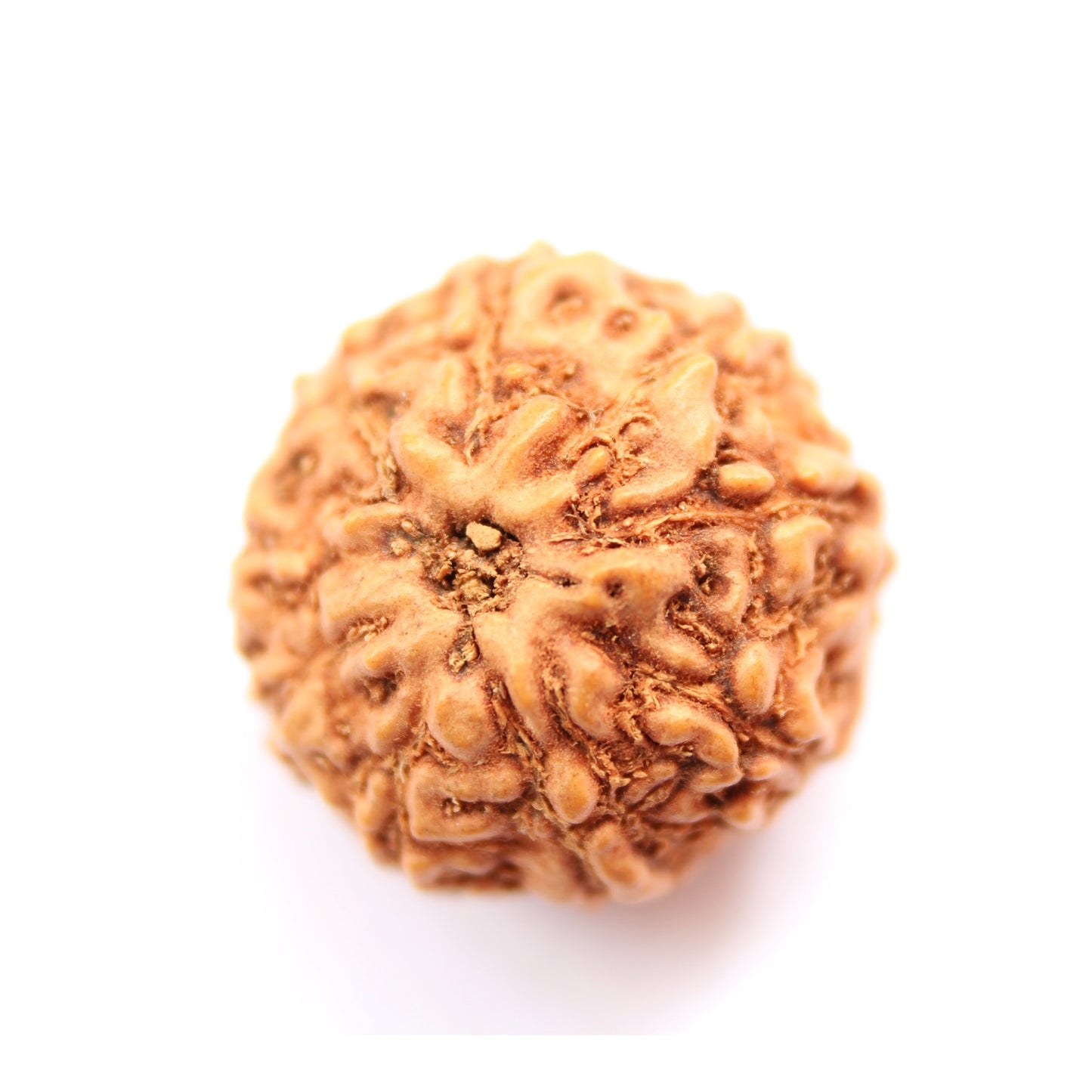 9 Mukhi Java Rudraksha