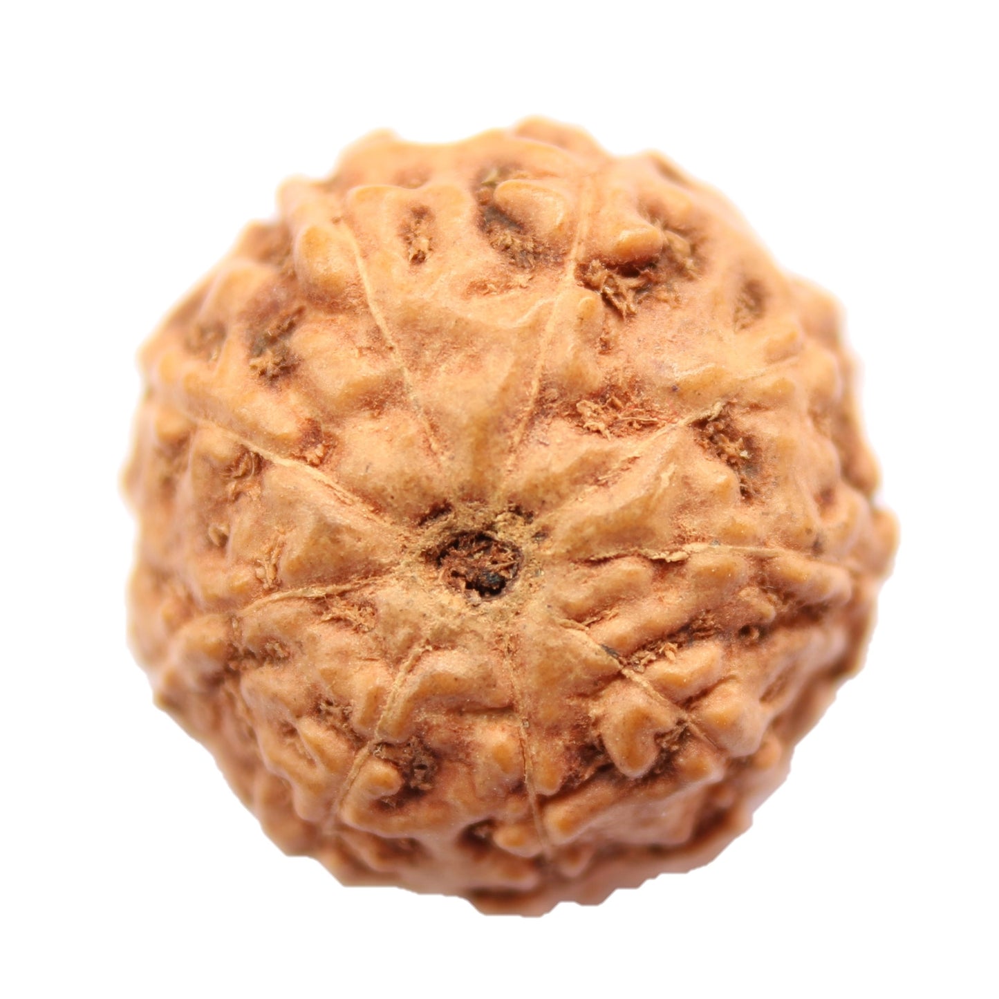 9 Mukhi Java Rudraksha