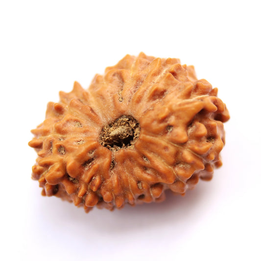 11 Mukhi Java Rudraksha