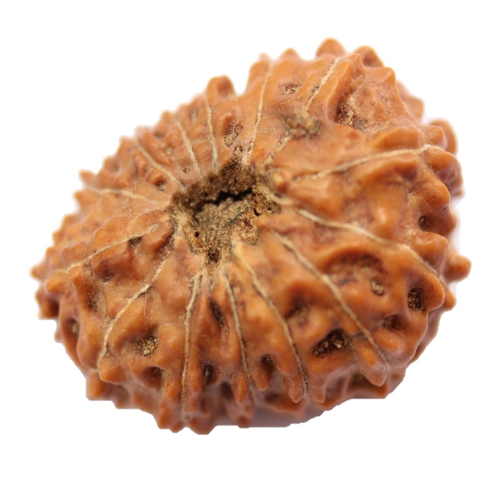 11 Mukhi Java Rudraksha