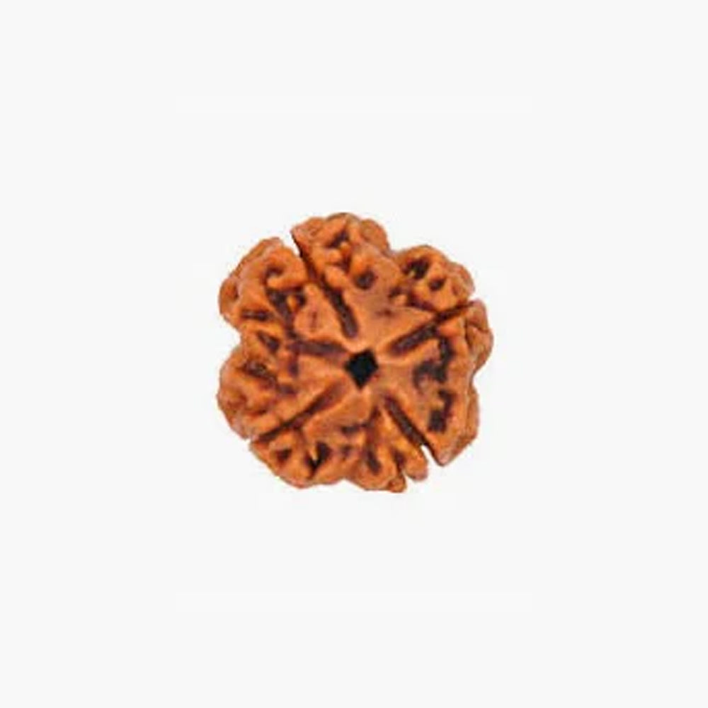 4 Mukhi Nepali Rudraksha