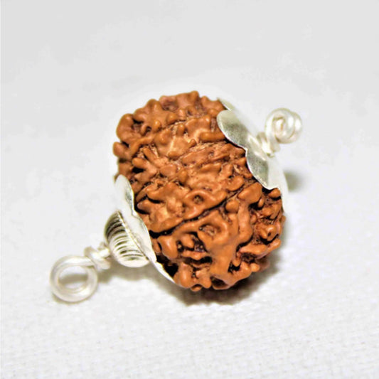 13 Mukhi Java Rudraksha