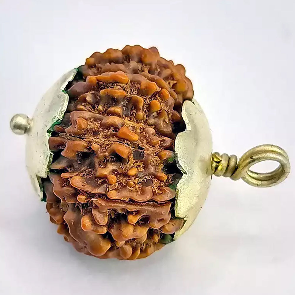 13 Mukhi Java Rudraksha