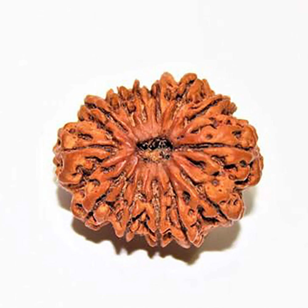 13 Mukhi Java Rudraksha