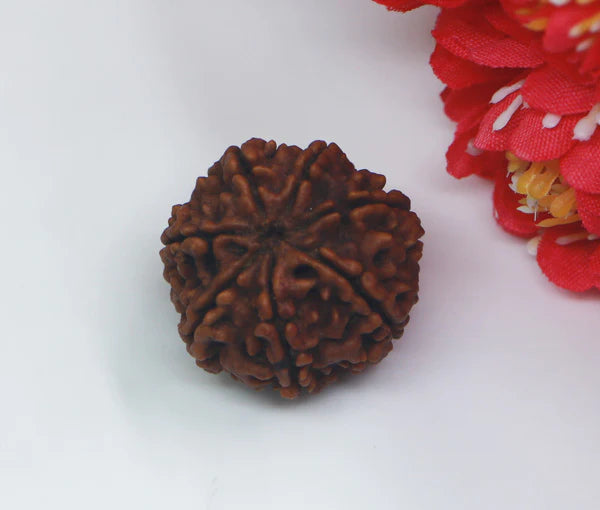 7 Mukhi Nepal Rudraksha Premium