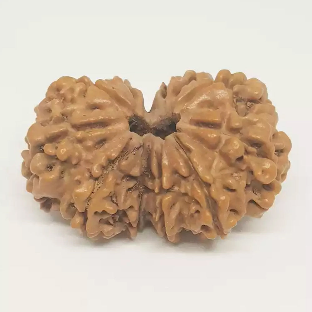 Gauri Shankar  Rudraksha Java