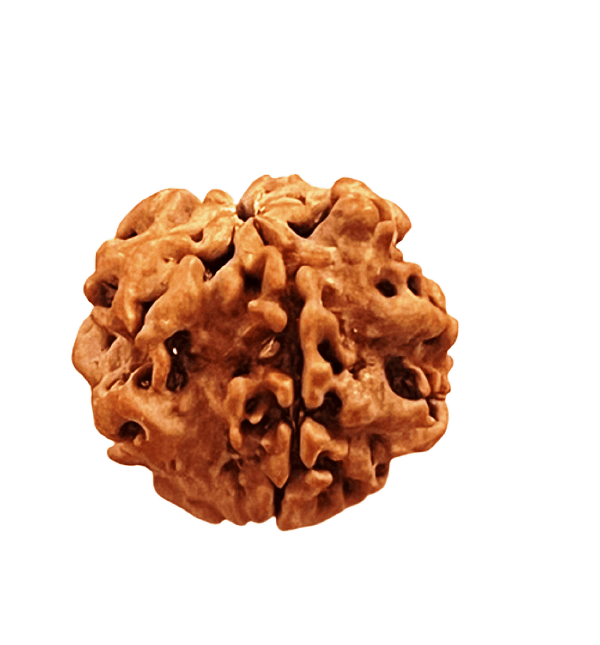 1 Mukhi Rudraksha-Nepal Origin