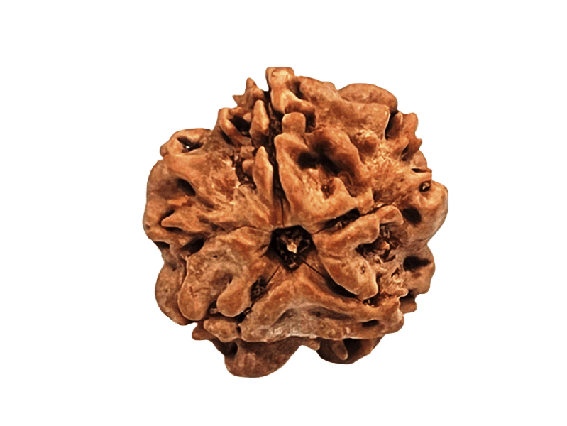 1 Mukhi Rudraksha-Nepal Origin