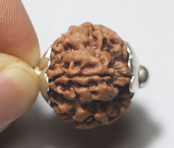 1 Mukhi Rudraksha-Nepal Origin