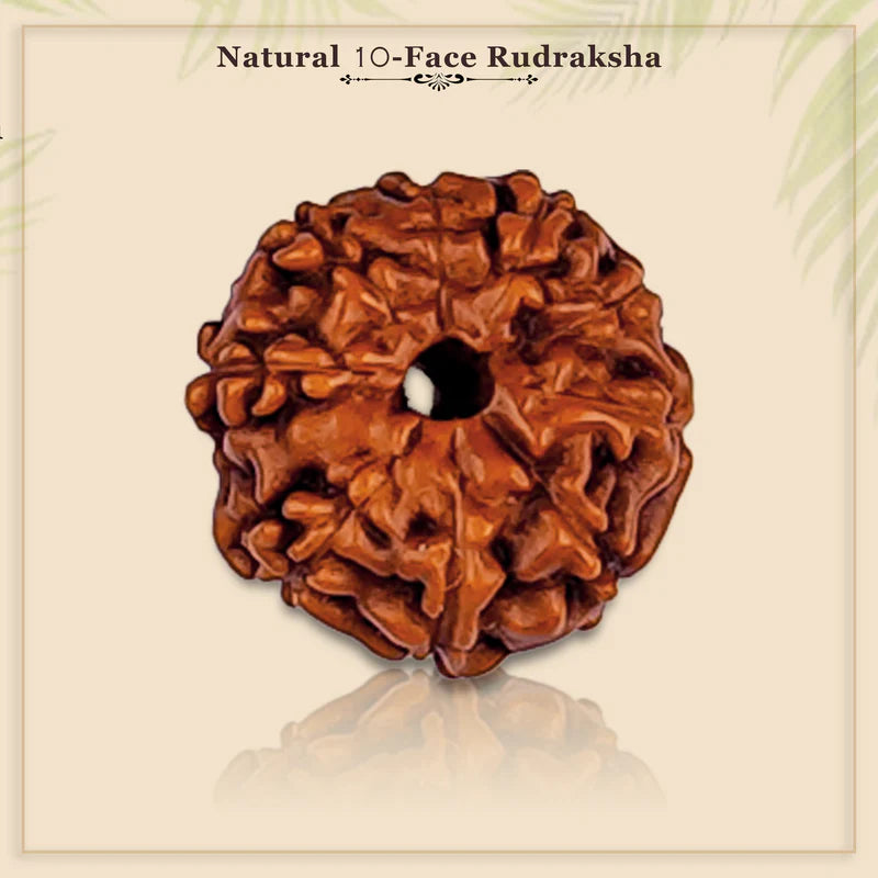 10 Mukhi Java Rudraksha