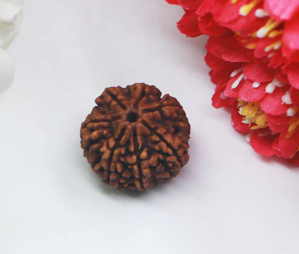 7 Mukhi Nepal Rudraksha Premium