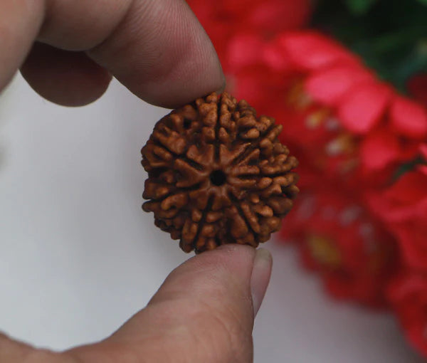 7 Mukhi Nepal Rudraksha Premium