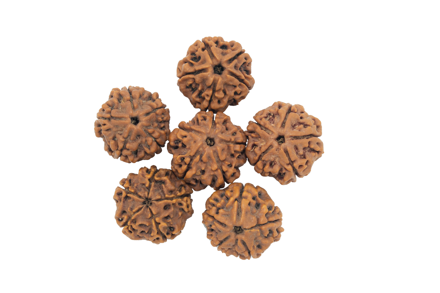 Rudraksha Water Bead