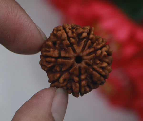 7 Mukhi Nepal Rudraksha Premium