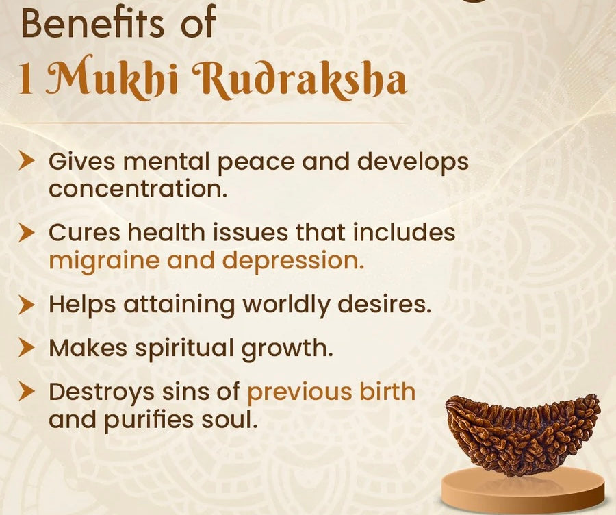 01 Mukhi  Rudraksha