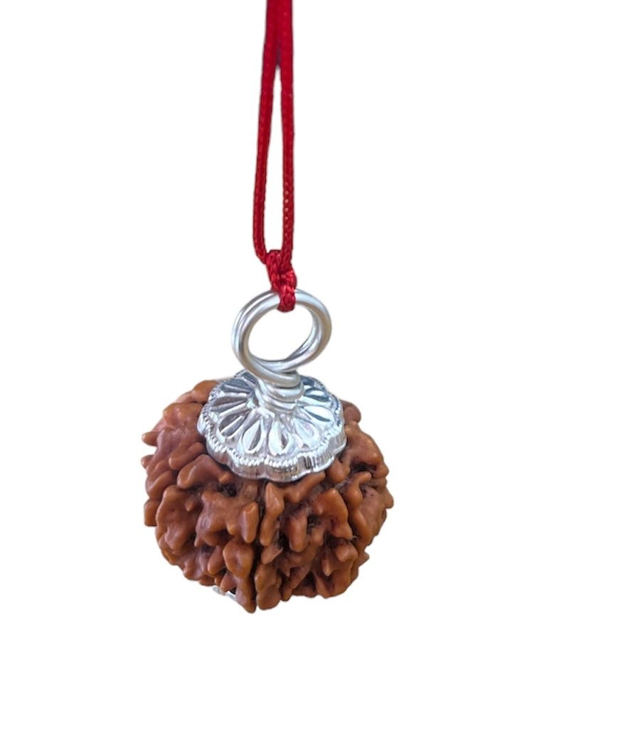 7 Mukhi Nepal Rudraksha Premium