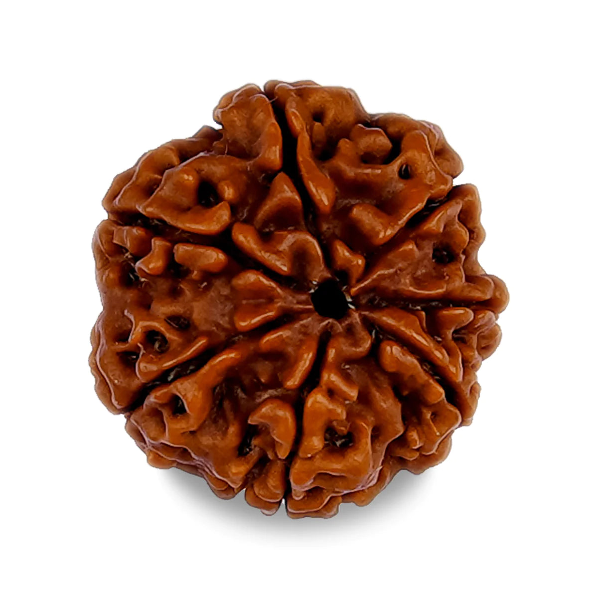 7 Mukhi Nepali Rudraksha