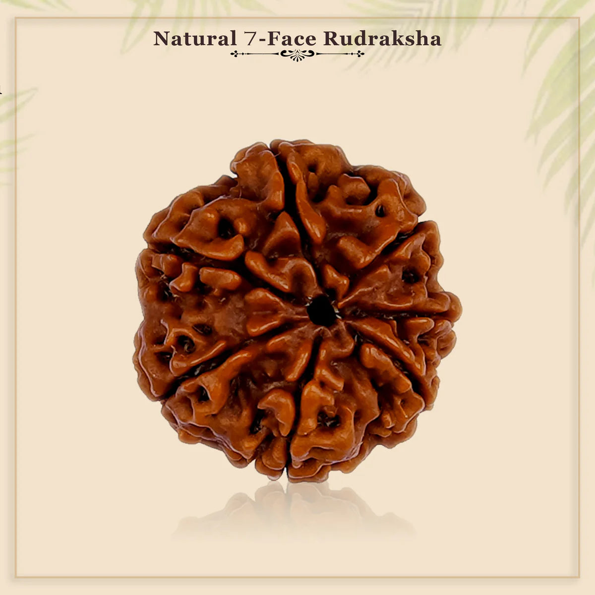 7 Mukhi Nepali Rudraksha