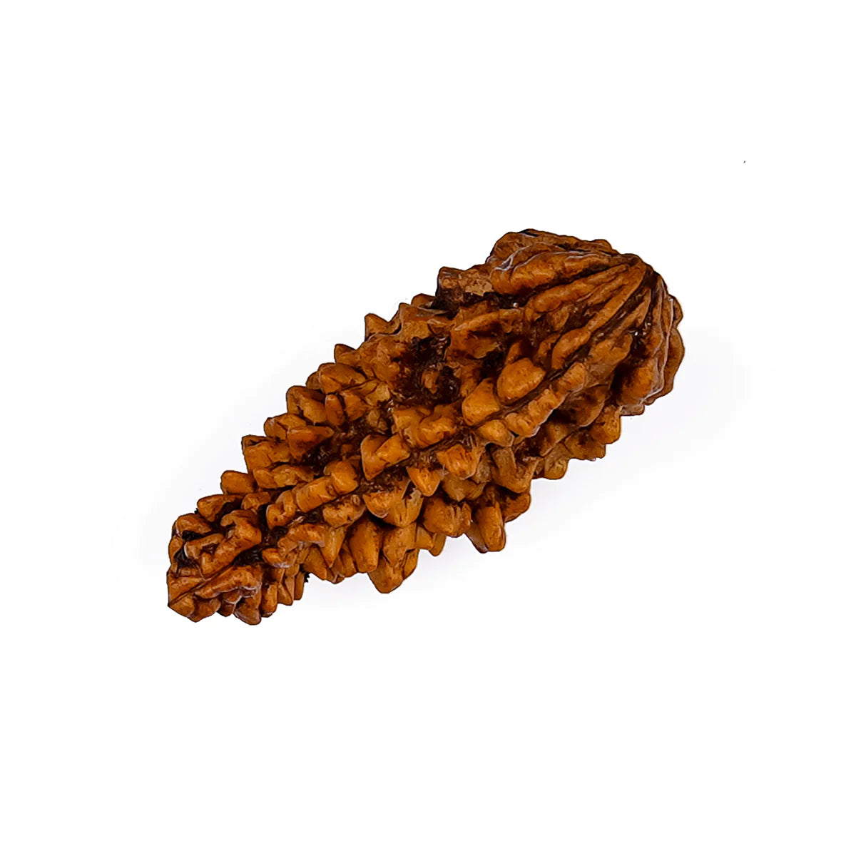 01 Mukhi  Rudraksha