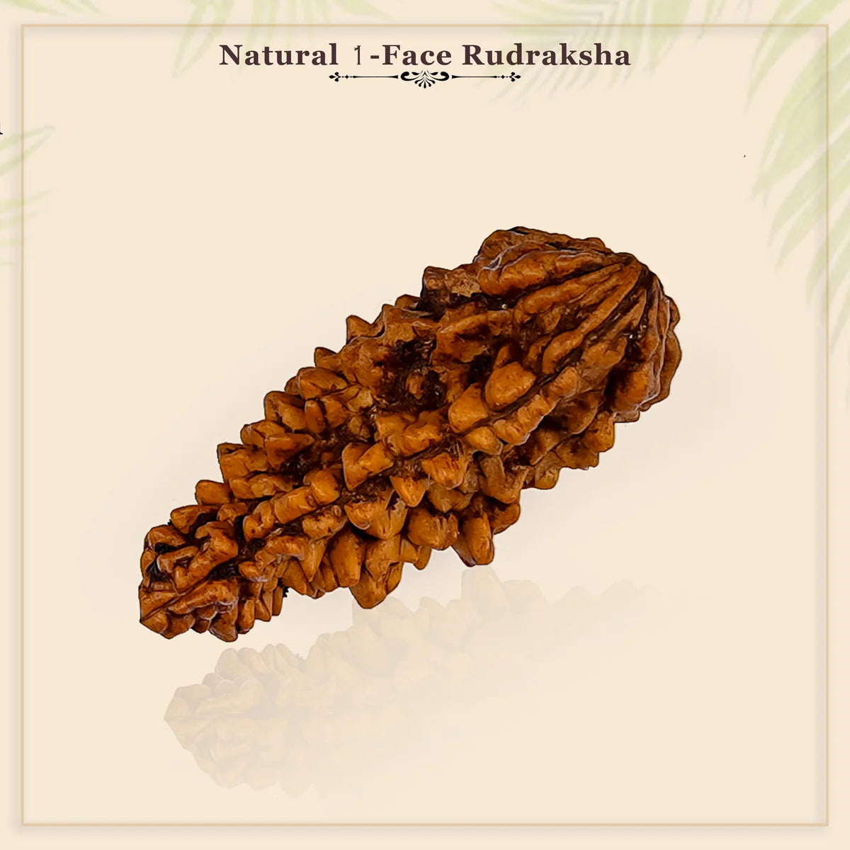 01 Mukhi  Rudraksha