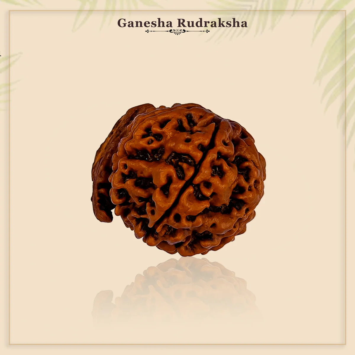 Ganesh Rudraksha Nepal