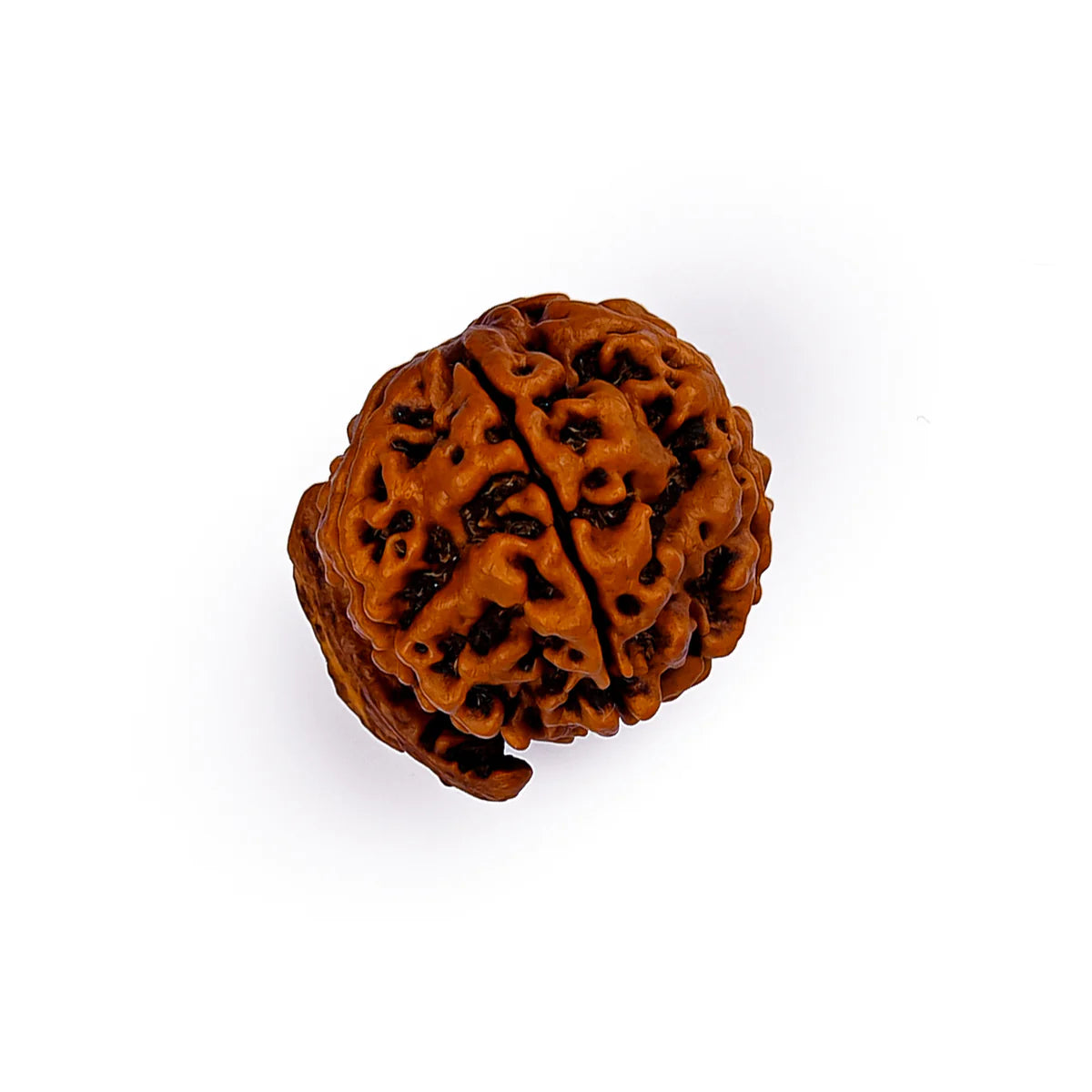 Ganesh Rudraksha Nepal