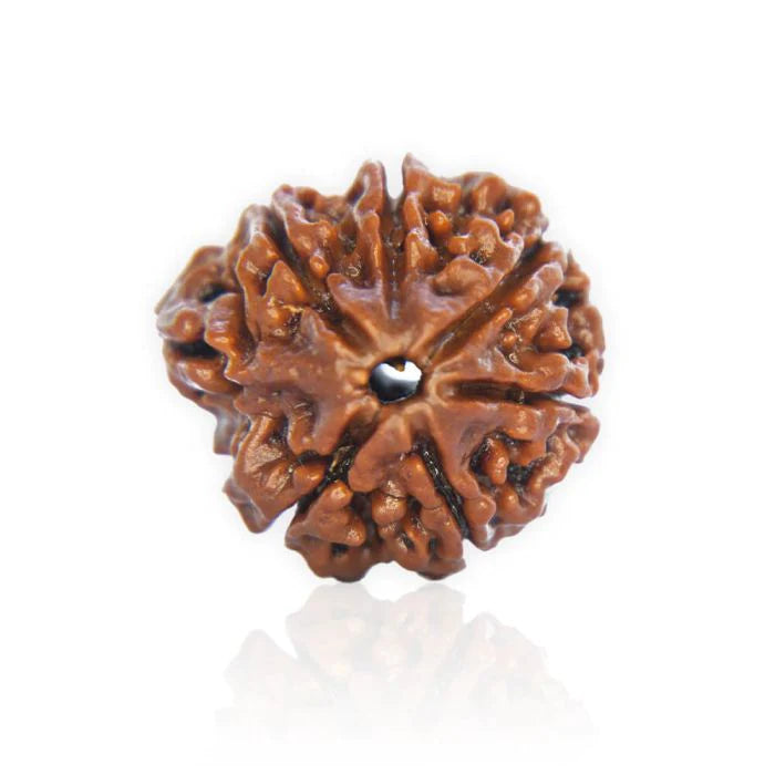 Ganesh Rudraksha Nepal