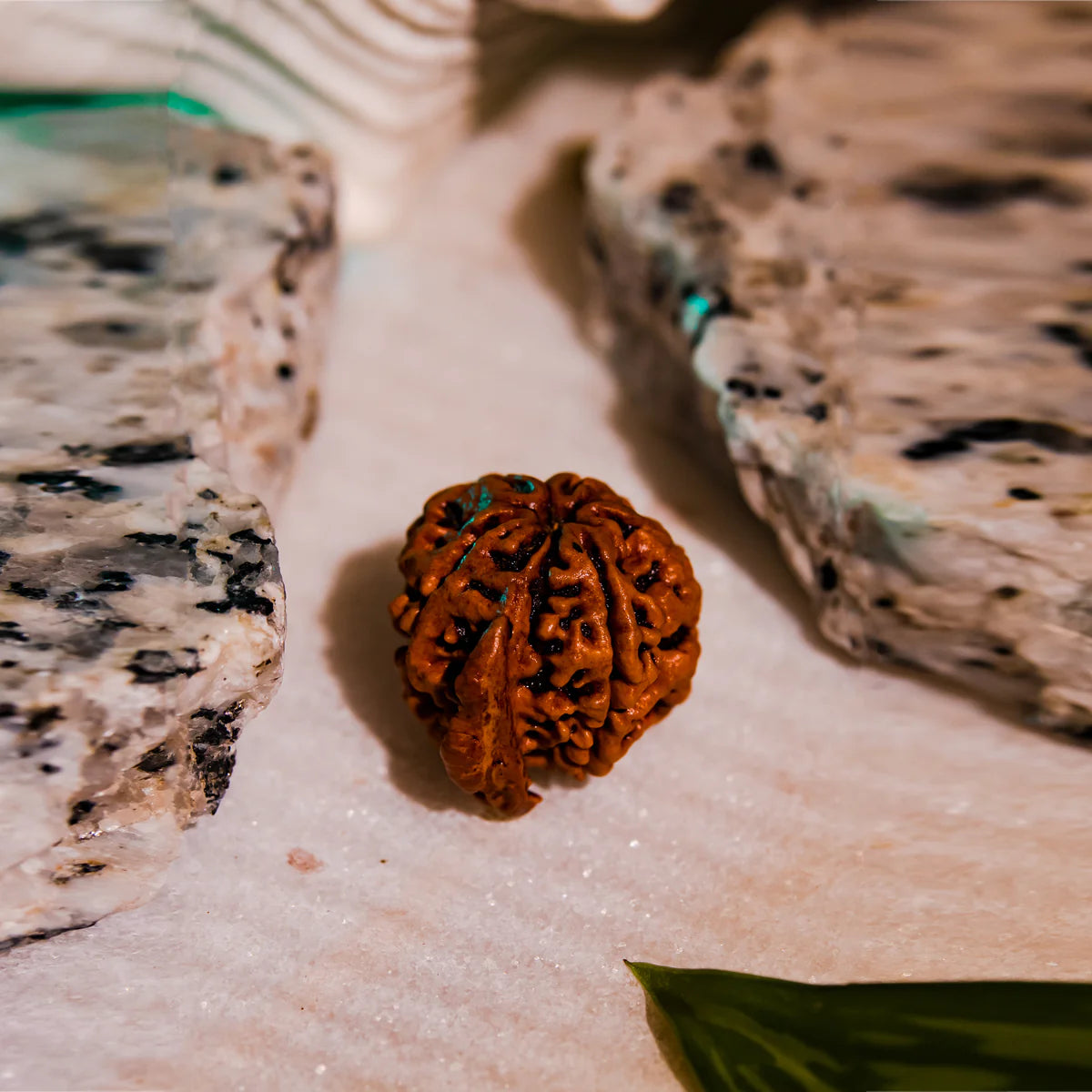 Ganesh Rudraksha Nepal