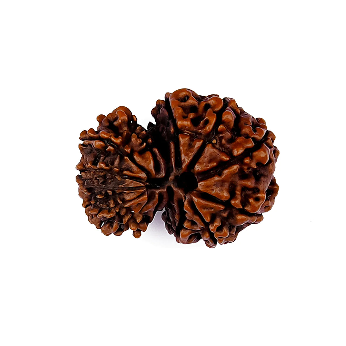 Garbh Gauri Rudraksha Nepal