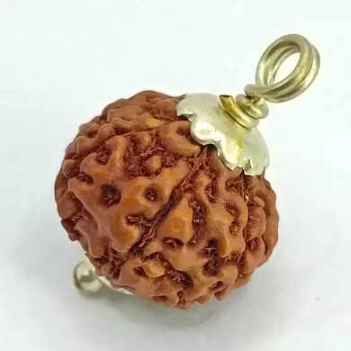 7 Mukhi Indonesia Rudraksha