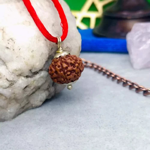 7 Mukhi Indonesia Rudraksha