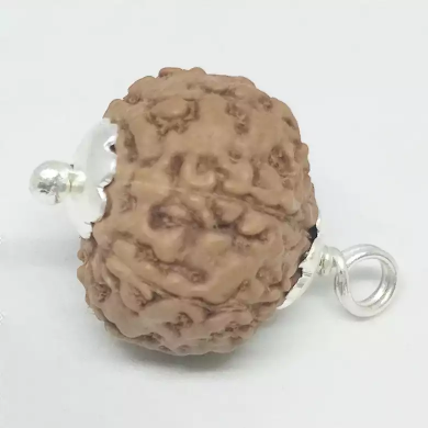 7 Mukhi Indonesia Rudraksha