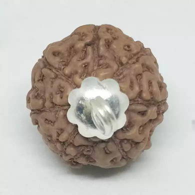 7 Mukhi Indonesia Rudraksha