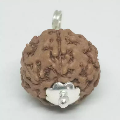 7 Mukhi Indonesia Rudraksha