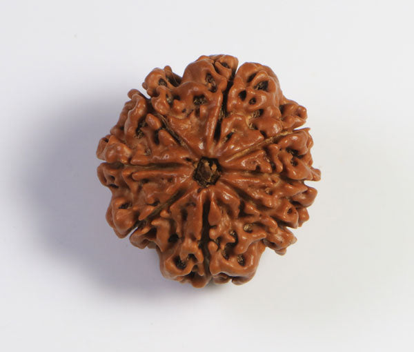 8 Mukhi Nepali Rudraksha