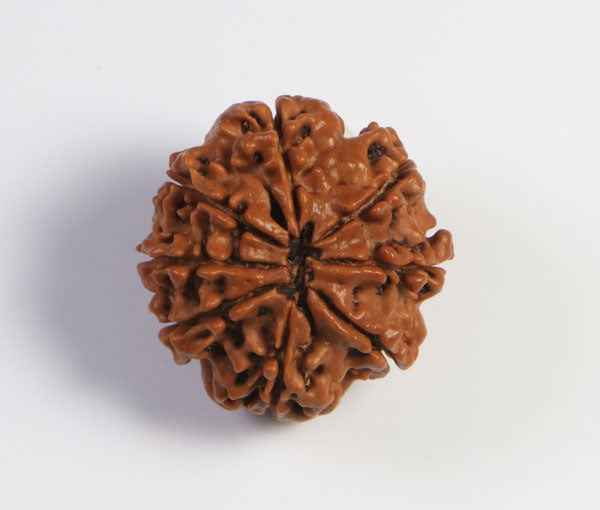 8 Mukhi Nepali Rudraksha