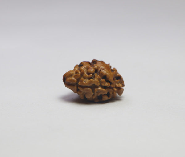 2 Mukhi  Nepali Rudraksha