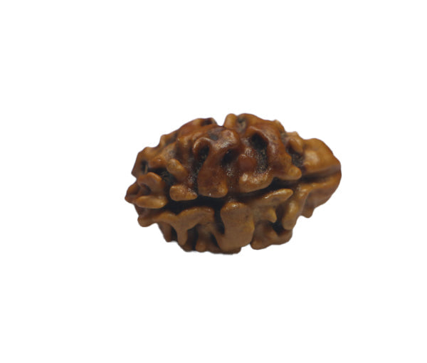 2 Mukhi  Nepali Rudraksha