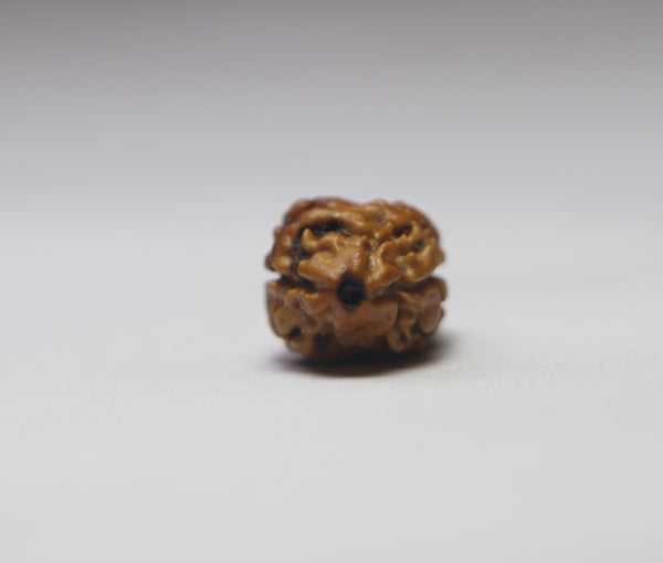 2 Mukhi  Nepali Rudraksha