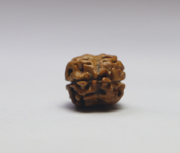 2 Mukhi  Nepali Rudraksha