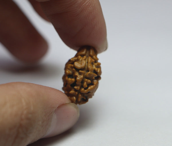 2 Mukhi  Nepali Rudraksha