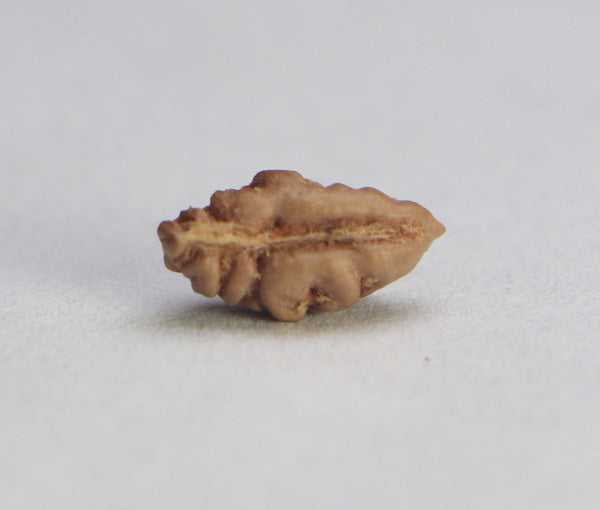 01 Mukhi Rudraksha Indonesain