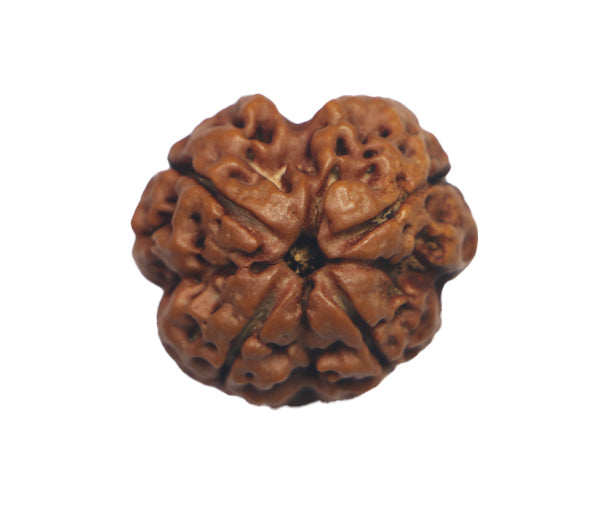 4 Mukhi Nepali Rudraksha