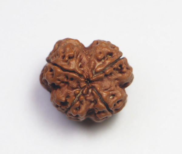 4 Mukhi Nepali Rudraksha