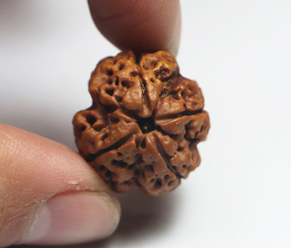 4 Mukhi Nepali Rudraksha